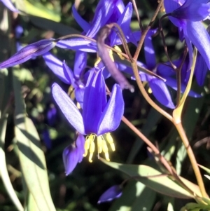 Stypandra glauca at Bruce, ACT - 24 Sep 2021