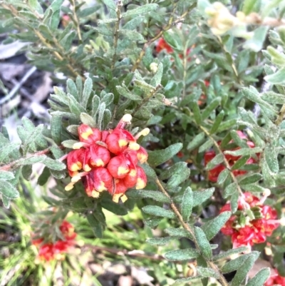 Grevillea alpina (Mountain Grevillea / Cat's Claws Grevillea) at Bruce Ridge to Gossan Hill - 23 Sep 2021 by goyenjudy