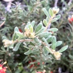 Grevillea alpina at Bruce, ACT - 24 Sep 2021 09:23 AM