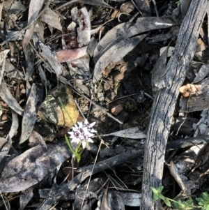 Wurmbea dioica subsp. dioica at Bruce, ACT - 24 Sep 2021