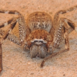 Neosparassus calligaster at Conder, ACT - 10 Sep 2021