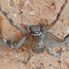 Neosparassus calligaster at Conder, ACT - 10 Sep 2021