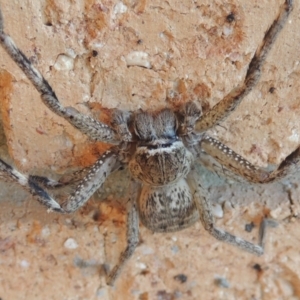 Neosparassus calligaster at Conder, ACT - 10 Sep 2021