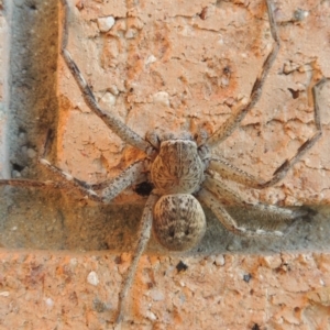 Neosparassus calligaster at Conder, ACT - 10 Sep 2021