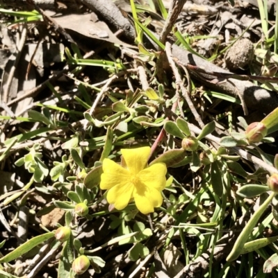 Hibbertia obtusifolia (Grey Guinea-flower) at Bruce Ridge to Gossan Hill - 23 Sep 2021 by goyenjudy