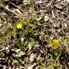 Hibbertia obtusifolia at Bruce, ACT - 24 Sep 2021