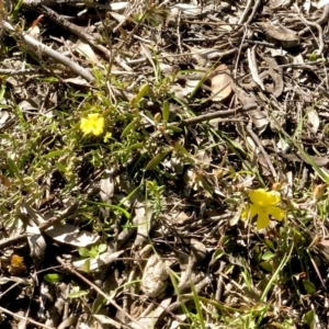 Hibbertia obtusifolia at Bruce, ACT - 24 Sep 2021