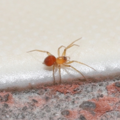 Linyphiidae (family) (Money spider or Sheet-web spider) at Evatt, ACT - 20 Sep 2021 by TimL