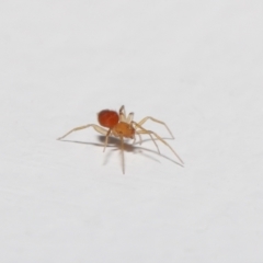 Linyphiidae (family) at Evatt, ACT - 20 Sep 2021