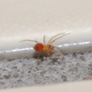 Linyphiidae (family) at Evatt, ACT - 20 Sep 2021