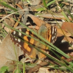 Vanessa kershawi (Australian Painted Lady) at Tuggeranong Hill - 17 Sep 2021 by MichaelBedingfield