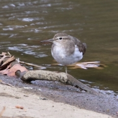 Actitis hypoleucos (Common Sandpiper) at Monash, ACT - 19 Sep 2021 by RodDeb