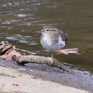 Actitis hypoleucos at Monash, ACT - 19 Sep 2021