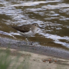 Actitis hypoleucos at Monash, ACT - 19 Sep 2021