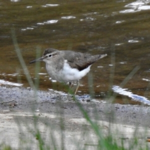 Actitis hypoleucos at Monash, ACT - 19 Sep 2021