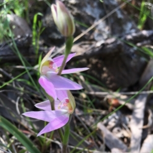 Caladenia carnea at Hall, ACT - 24 Sep 2021