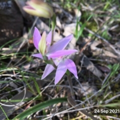 Caladenia carnea at Hall, ACT - 24 Sep 2021