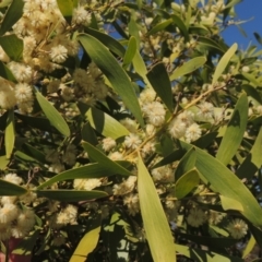 Acacia melanoxylon (Blackwood) at Conder, ACT - 17 Sep 2021 by michaelb