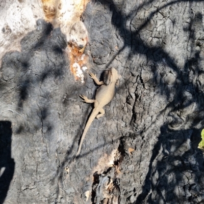 Pogona barbata (Eastern Bearded Dragon) at O'Connor, ACT - 24 Sep 2021 by jpittock