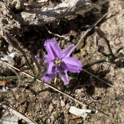 Thysanotus patersonii (Twining Fringe Lily) at Kambah, ACT - 24 Sep 2021 by Shazw