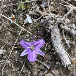 Thysanotus patersonii at Kambah, ACT - 24 Sep 2021 10:57 AM