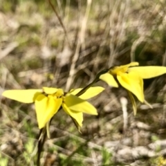 Diuris chryseopsis (Golden Moth) at Kambah, ACT - 23 Sep 2021 by PeterR