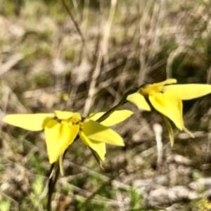 Diuris chryseopsis at Kambah, ACT - suppressed