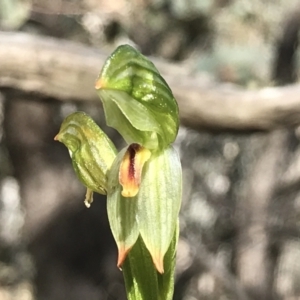 Bunochilus umbrinus (ACT) = Pterostylis umbrina (NSW) at suppressed - suppressed