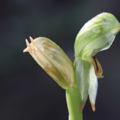 Bunochilus umbrinus (ACT) = Pterostylis umbrina (NSW) at suppressed - suppressed