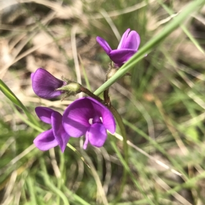 Swainsona behriana (Behr's Swainson-Pea) at Rob Roy Range - 21 Sep 2021 by PeterR