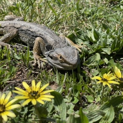 Pogona barbata (Eastern Bearded Dragon) at Lyons, ACT - 24 Sep 2021 by huwr