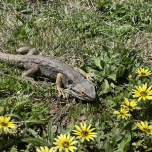 Pogona barbata at Lyons, ACT - 24 Sep 2021