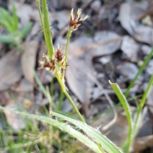 Luzula meridionalis at Holt, ACT - 22 Sep 2021