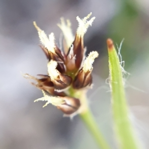 Luzula meridionalis at Holt, ACT - 22 Sep 2021