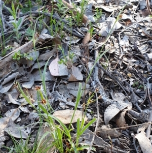 Luzula meridionalis at Holt, ACT - 22 Sep 2021