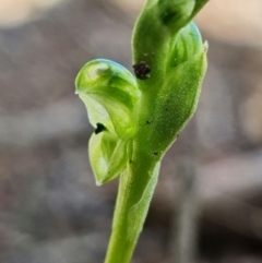 Hymenochilus cycnocephalus (Swan greenhood) at Stromlo, ACT - 24 Sep 2021 by RobG1