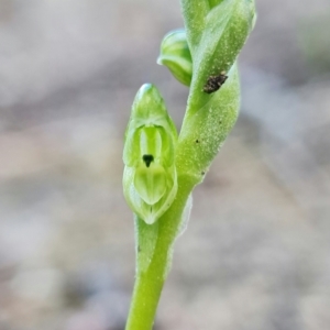 Hymenochilus cycnocephalus at Stromlo, ACT - 24 Sep 2021