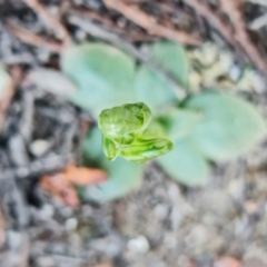 Hymenochilus cycnocephalus at Stromlo, ACT - 24 Sep 2021