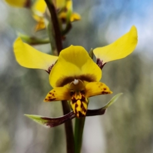 Diuris pardina at Denman Prospect, ACT - 24 Sep 2021