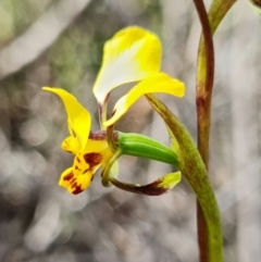 Diuris pardina at Denman Prospect, ACT - 24 Sep 2021