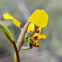 Diuris pardina at Denman Prospect, ACT - 24 Sep 2021