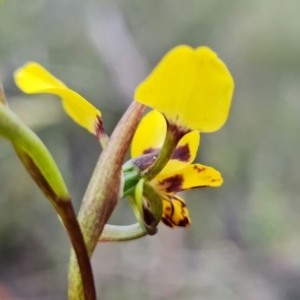 Diuris pardina at Denman Prospect, ACT - 24 Sep 2021