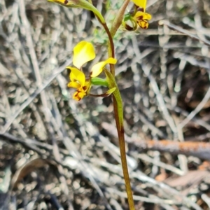 Diuris pardina at Denman Prospect, ACT - 24 Sep 2021