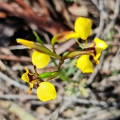 Diuris pardina at Denman Prospect, ACT - suppressed