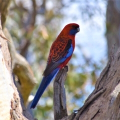 Platycercus elegans at Holt, ACT - 24 Sep 2021