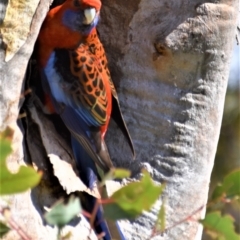 Platycercus elegans at Holt, ACT - 24 Sep 2021