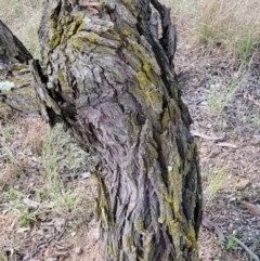 Chrysothrix xanthina at Latham, ACT - 24 Sep 2021