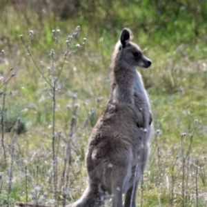 Macropus giganteus at Holt, ACT - 24 Sep 2021