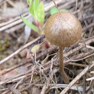 zz agaric (stem; gills not white/cream) at Latham, ACT - 24 Sep 2021