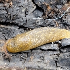 Limacus flavus (Yellow Cellar Slug) at Umbagong District Park - 24 Sep 2021 by tpreston